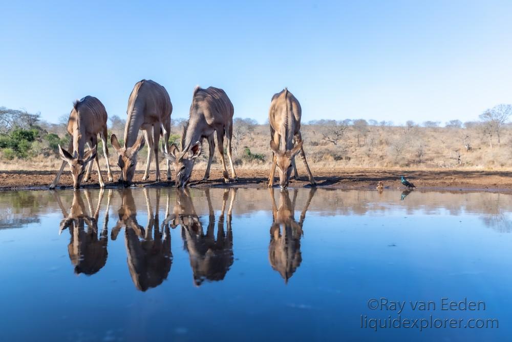 Zimanga-163-South-Africa-Wildlife-Wild