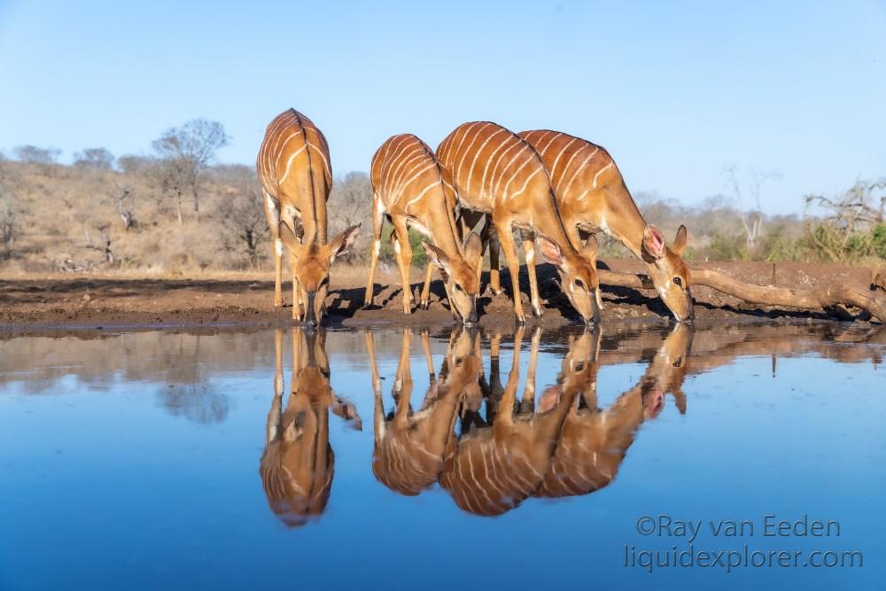 Zimanga-164-South-Africa-Wildlife-Wild