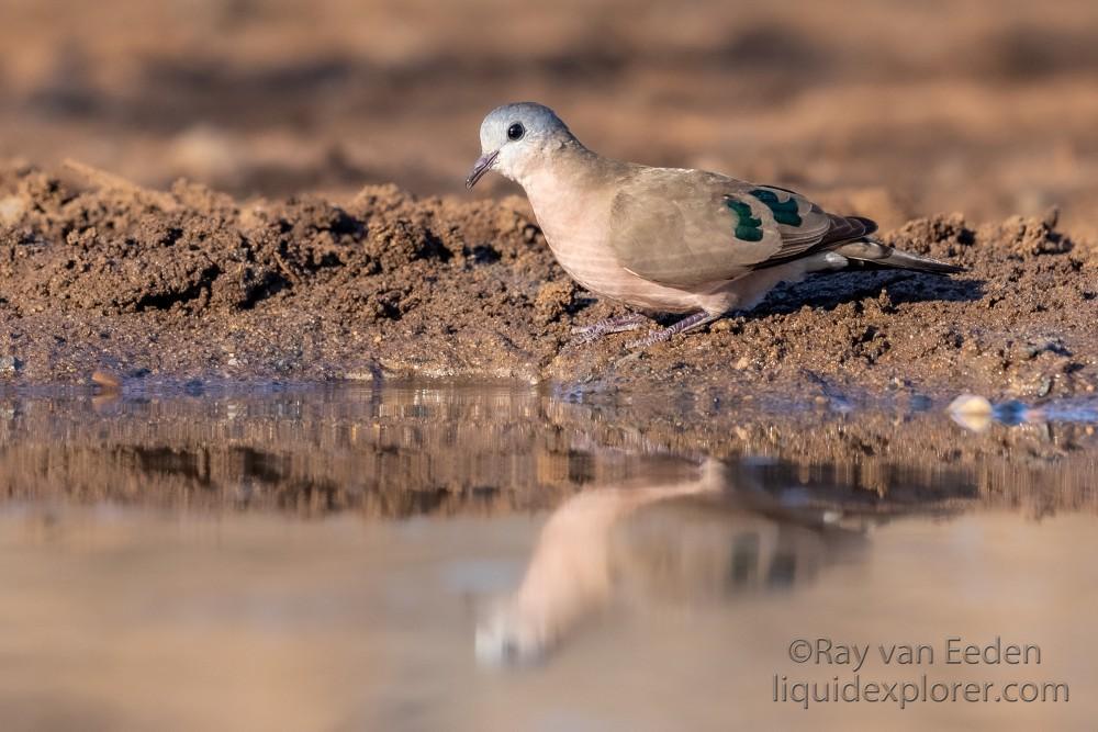 Zimanga-166-South-Africa-Wildlife-Wild