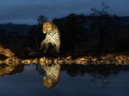 Zimanga-170-South-Africa-Wildlife-Wild