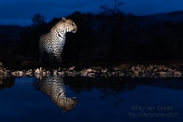 Zimanga-171-South-Africa-Wildlife-Wild