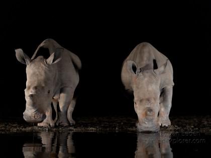 Zimanga-177-South-Africa-Wildlife-Wild