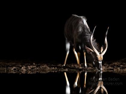 Zimanga-190-South-Africa-Wildlife-Wild
