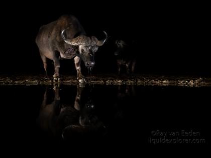 Zimanga-192-South-Africa-Wildlife-Wild