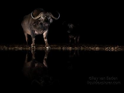 Zimanga-193-South-Africa-Wildlife-Wild