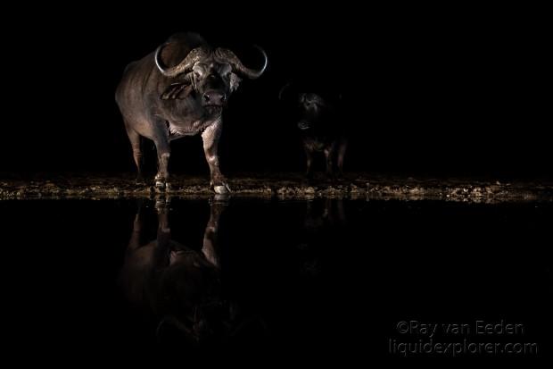 Zimanga-193-South-Africa-Wildlife-Wild