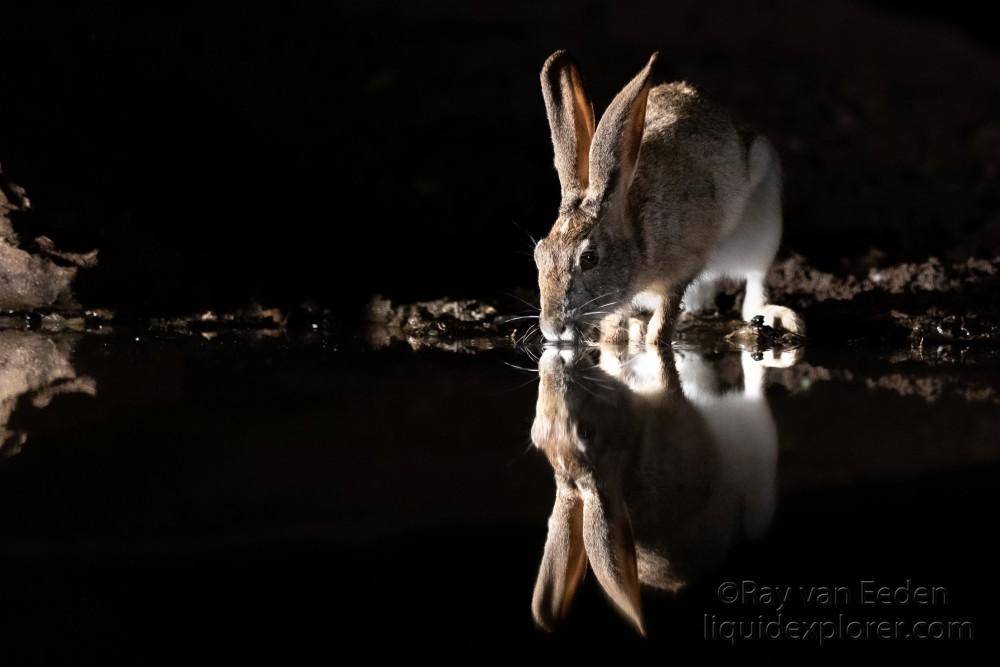 Zimanga-201-South-Africa-Wildlife-Wild