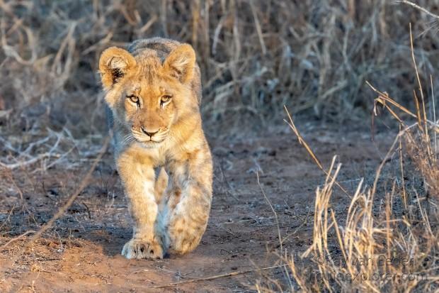 Zimanga-207-South-Africa-Wildlife-Wild