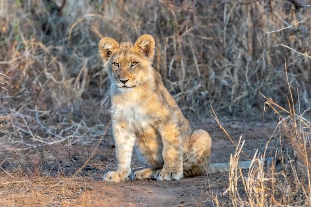 Zimanga-208-South-Africa-Wildlife-Wild