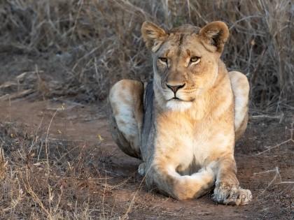 Zimanga-209-South-Africa-Wildlife-Wild