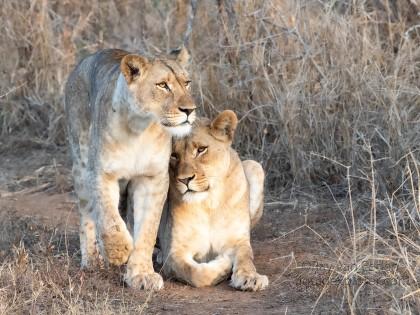 Zimanga-210-South-Africa-Wildlife-Wild