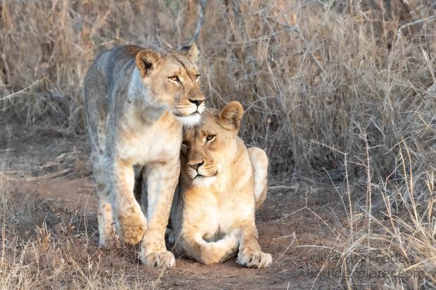 Zimanga-210-South-Africa-Wildlife-Wild