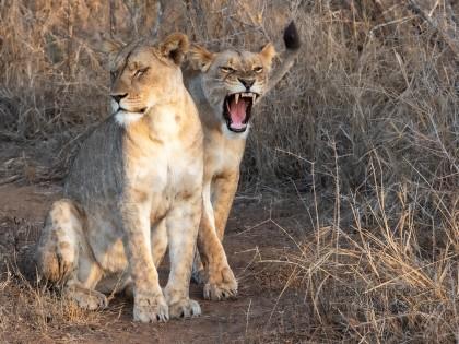 Zimanga-211-South-Africa-Wildlife-Wild