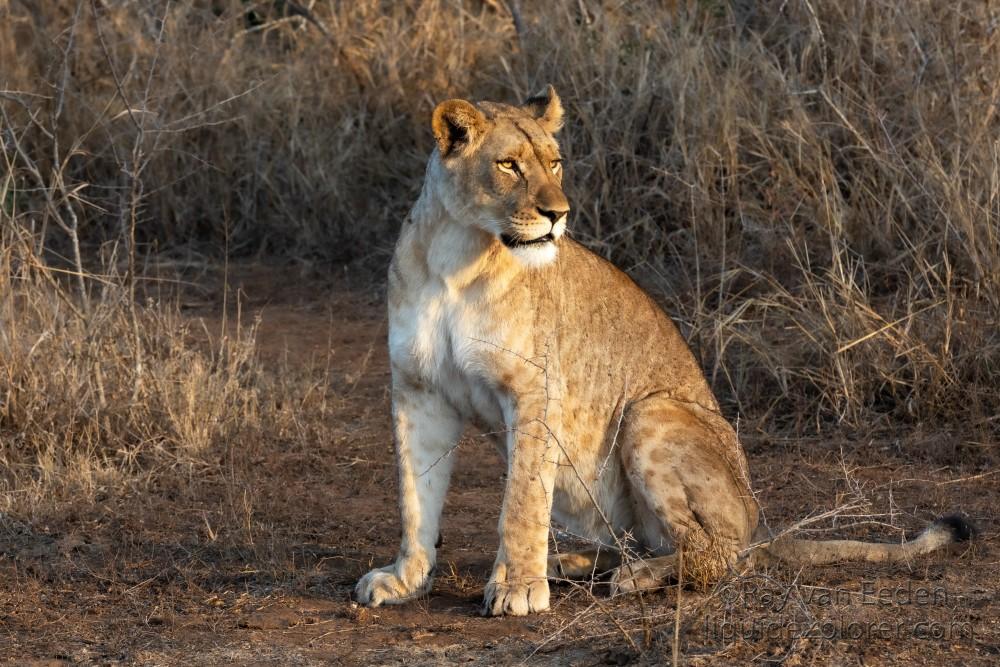Zimanga-213-South-Africa-Wildlife-Wild