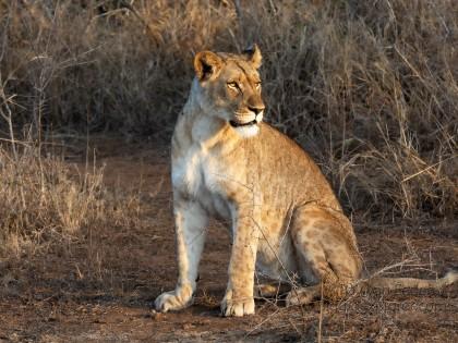 Zimanga-213-South-Africa-Wildlife-Wild