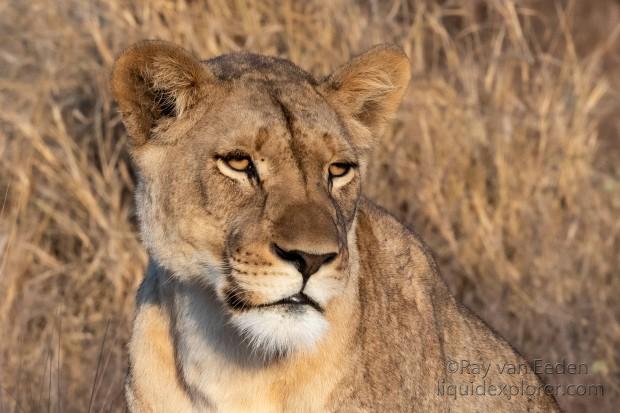 Zimanga-214-South-Africa-Wildlife-Wild