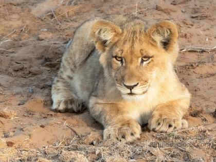 Zimanga-215-South-Africa-Wildlife-Wild