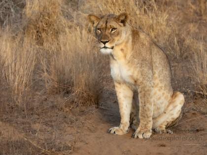 Zimanga-216-South-Africa-Wildlife-Wild