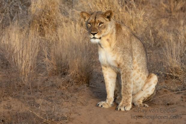 Zimanga-216-South-Africa-Wildlife-Wild