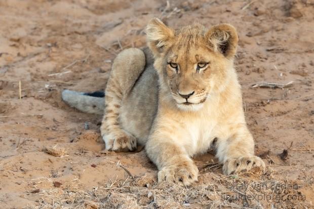 Zimanga-217-South-Africa-Wildlife-Wild