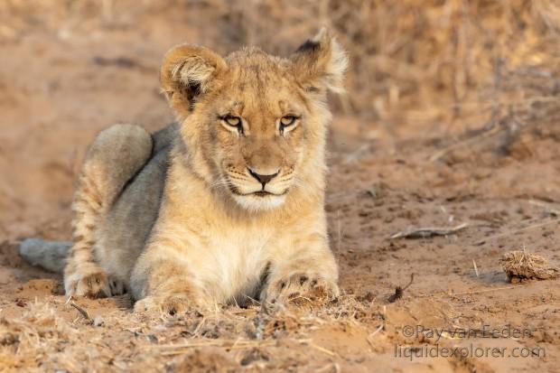 Zimanga-218-South-Africa-Wildlife-Wild