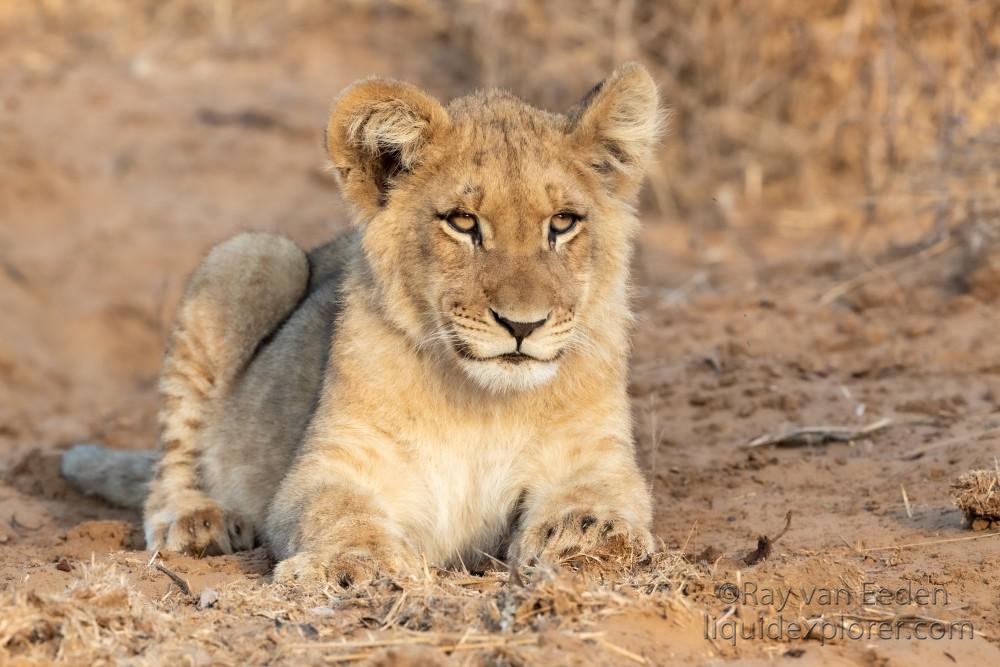 Zimanga-219-South-Africa-Wildlife-Wild