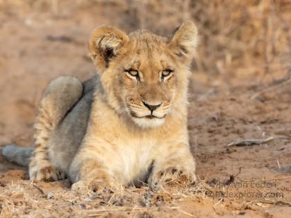 Zimanga-219-South-Africa-Wildlife-Wild