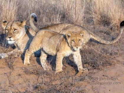 Zimanga-226-South-Africa-Wildlife-Wild