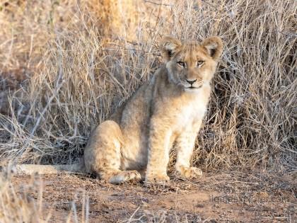 Zimanga-227-South-Africa-Wildlife-Wild
