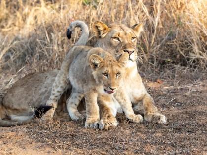 Zimanga-228-South-Africa-Wildlife-Wild