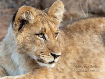 Zimanga-231-South-Africa-Wildlife-Wild