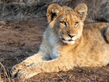 Zimanga-232-South-Africa-Wildlife-Wild