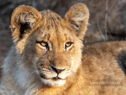 Zimanga-233-South-Africa-Wildlife-Wild