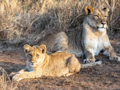 Zimanga-234-South-Africa-Wildlife-Wild