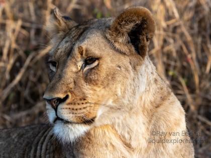 Zimanga-235-South-Africa-Wildlife-Wild