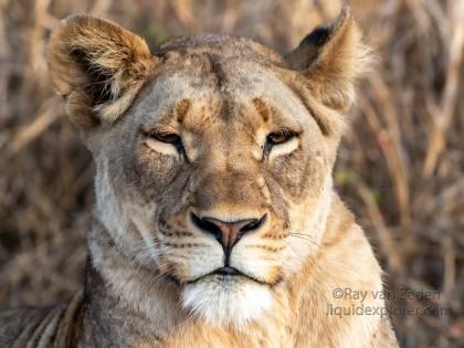 Zimanga-236-South-Africa-Wildlife-Wild