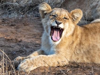 Zimanga-238-South-Africa-Wildlife-Wild
