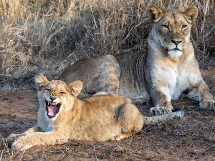 Zimanga-239-South-Africa-Wildlife-Wild