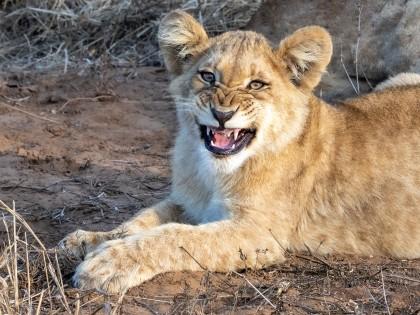Zimanga-240-South-Africa-Wildlife-Wild