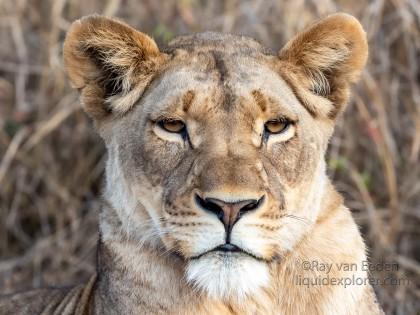 Zimanga-241-South-Africa-Wildlife-Wild