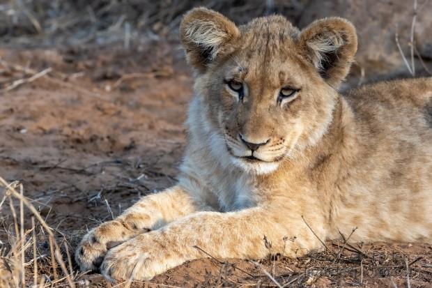 Zimanga-242-South-Africa-Wildlife-Wild