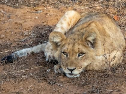 Zimanga-243-South-Africa-Wildlife-Wild