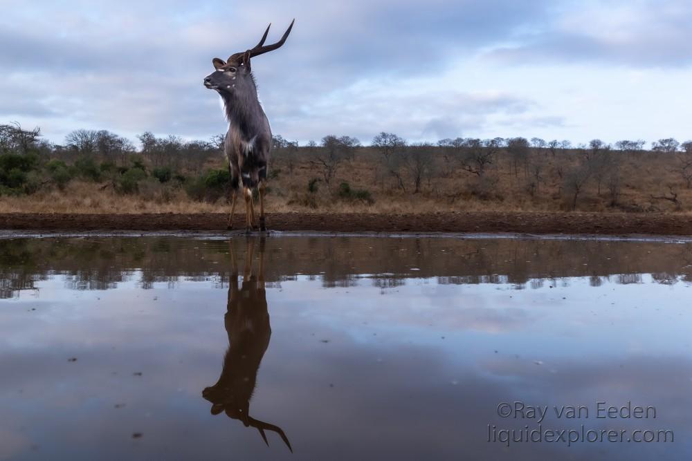 Zimanga-246-South-Africa-Wildlife-Wild