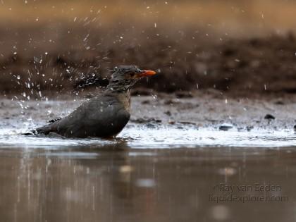 Zimanga-62-South-Africa-Wildlife-Wild