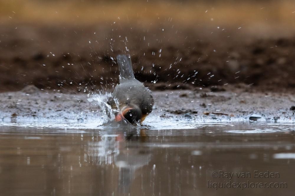 Zimanga-65-South-Africa-Wildlife-Wild