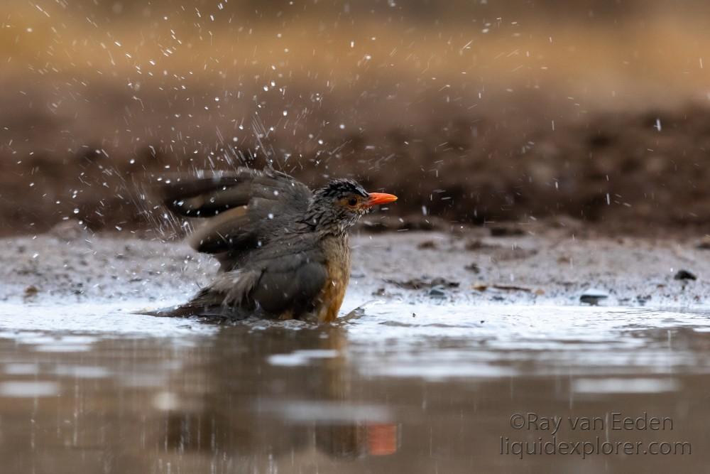 Zimanga-67-South-Africa-Wildlife-Wild