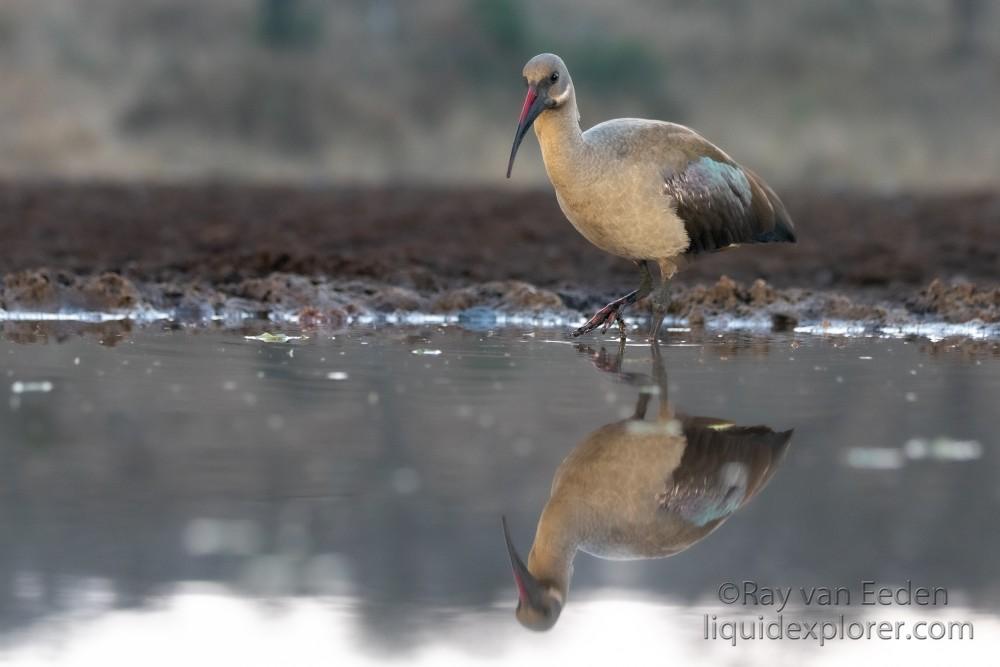 Zimanga-76-South-Africa-Wildlife-Wild