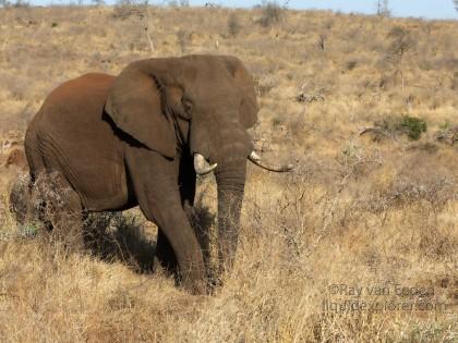 Zimanga-78-South-Africa-Wildlife-Wild
