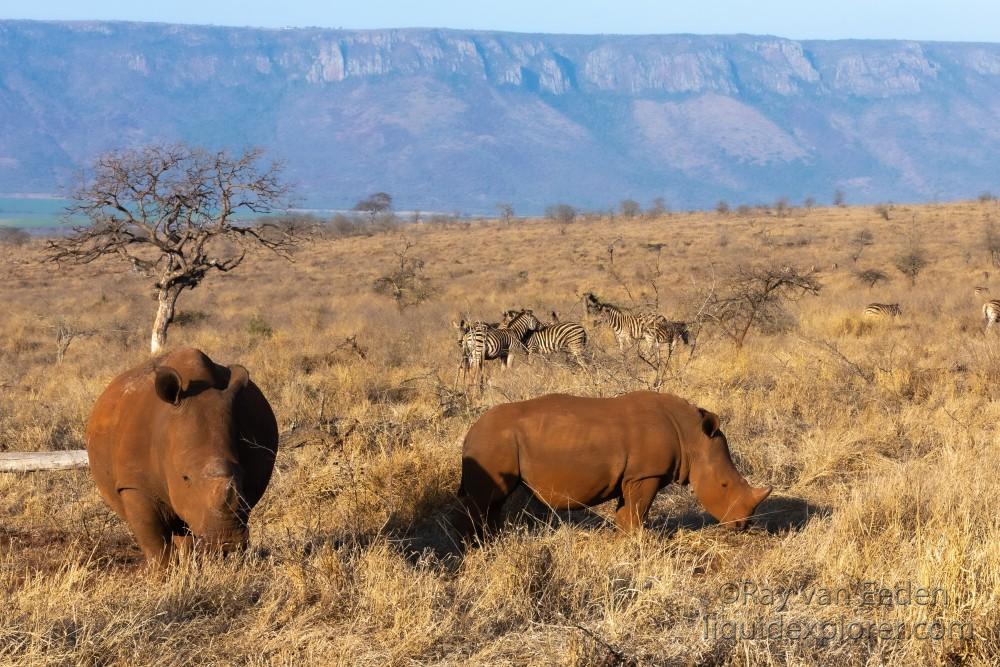 Zimanga-80-South-Africa-Wildlife-Wild