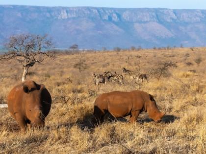 Zimanga-80-South-Africa-Wildlife-Wild